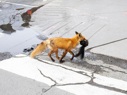 Corona virus lockdown: animals returned to cities, the earth was a lot happier
