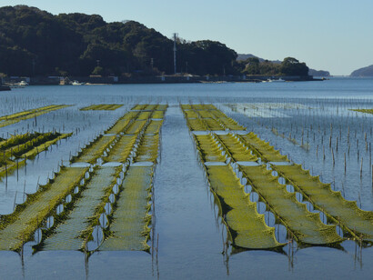 Plantaciones del alga comestible Porphyra