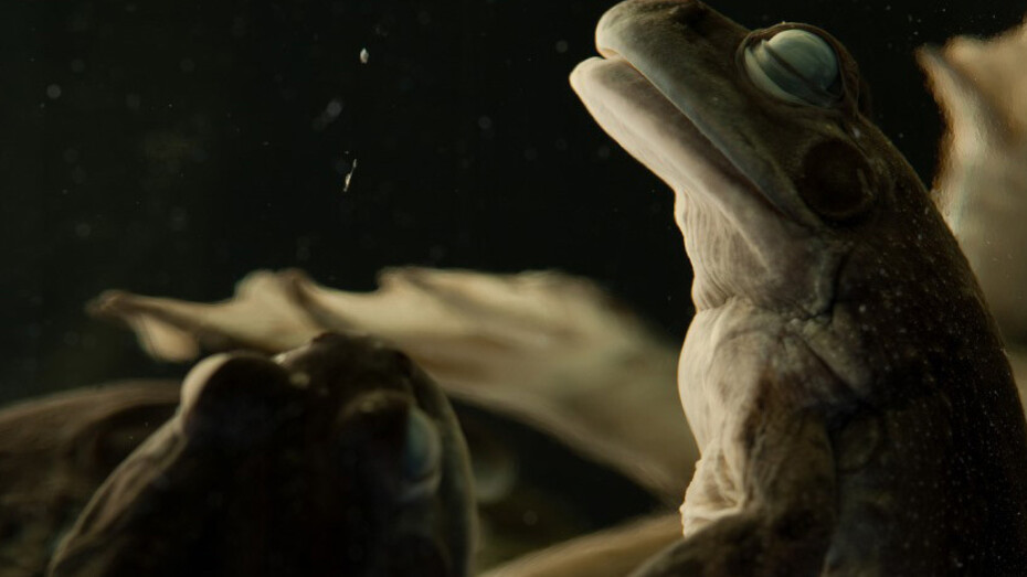 Herpetology. Courtesy of Royal BC Museum 