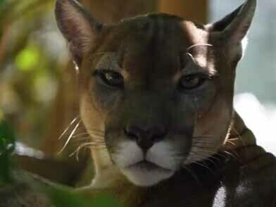 Doña Lilly, quien siempre tuvo una visión conservacionista, comenzó a recibir fauna silvestre de particulares y de funcionarios del gobierno, e incluso compró algunos animales para salvar sus vidas y brindarles el cuidado adecuado.  Centro de Rescate y Santuario Las Pumas. Guanacaste, Costa Rica