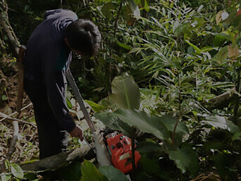 A determined man wielding an axe symbolizes the destructive practice of deforestation as he fells a large tree in the forest