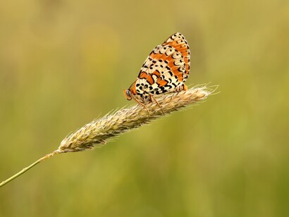 Mariposa