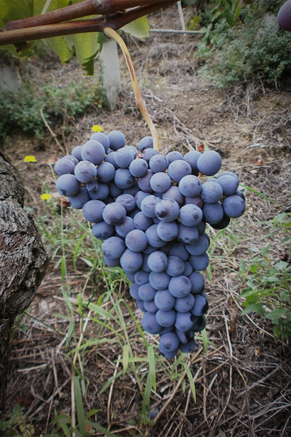 Vermentino nero di Terenzuola: un'eccellenza vinicola tra Liguria e Toscana