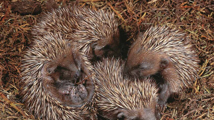 Il dilemma dei porcospini