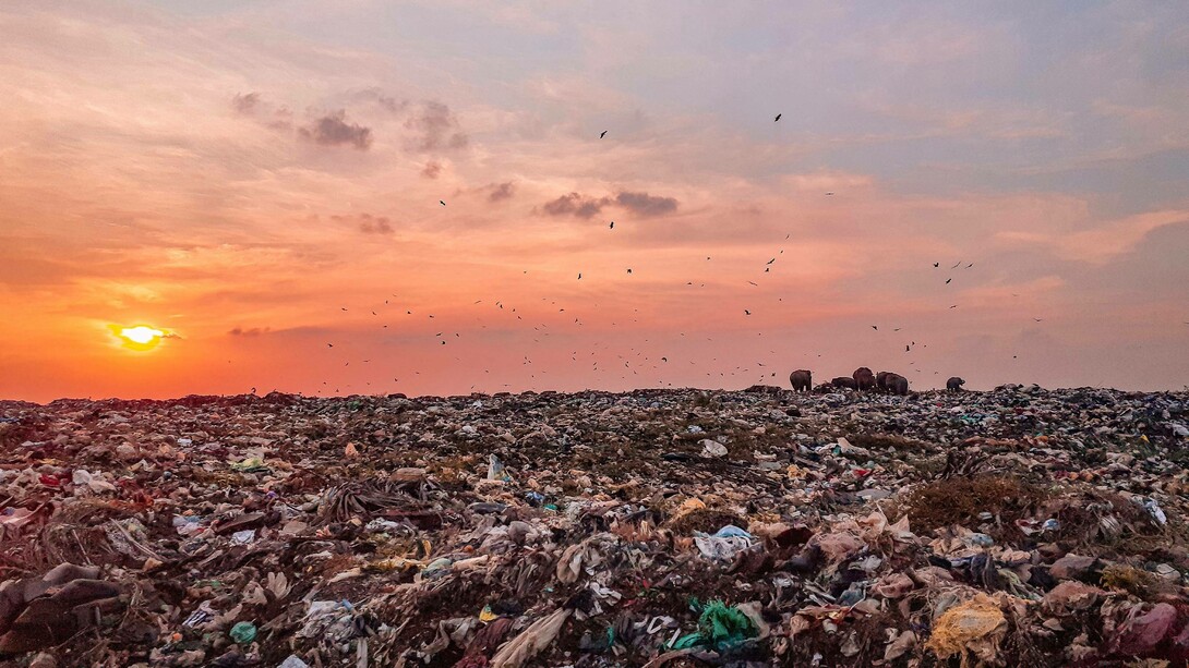 A beautiful sunset over a land full of trash, birds circling over the garbage, elephants looking for food in the distance. Sri Lanka