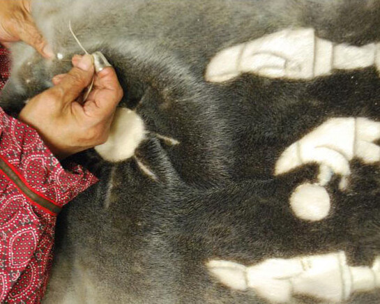 Northern Voices Gallery. Courtesy of Canadian Museum of Nature 