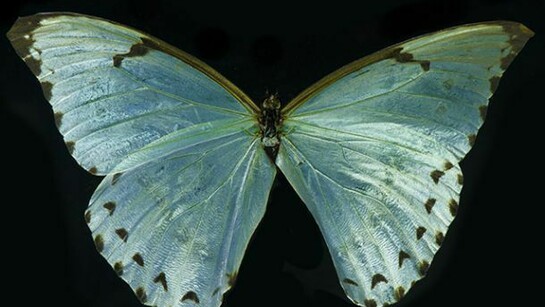 Allan Forsyth, Tranquilizer, 2014, Motion lenticular, Edition of 15, 120 x 80 cm, © Allan Forsyth. Courtesy the artist