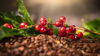 The coffee plant