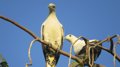 Torresian Imperial Pigeon, Port Moresby © Phil Gregory