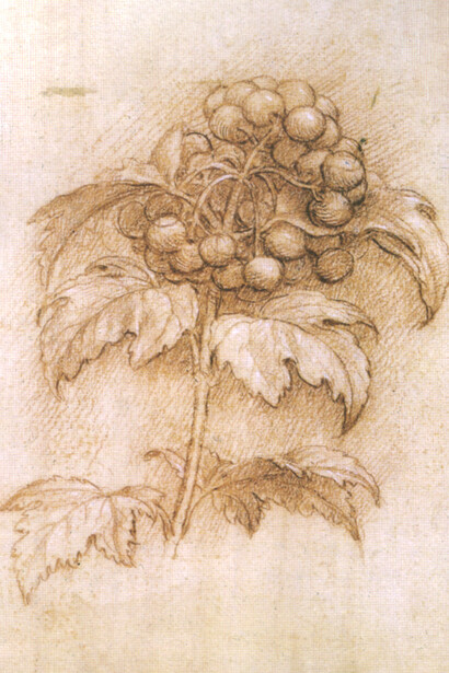 Rama de arándanos (Mirtillo palustre), ilustración de Leondardo da Vinci (c. 1506)