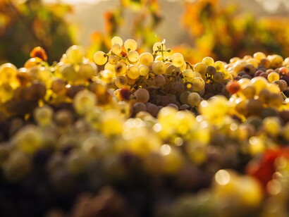 La belleza del campo y sus productos