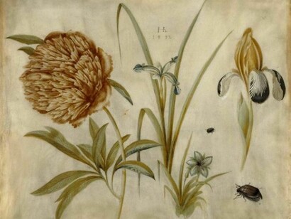 Pagina del "De materia medica". Il Dioscoride di Napoli  
