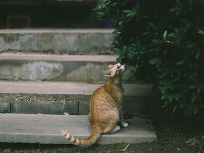 L'ombra rinfrescava l'aria - Foto di Nattarin Kraiwachirasit