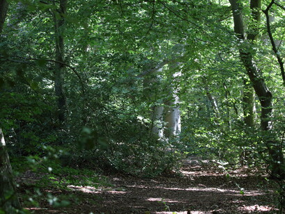 Epping Forest is an ancient woodland with closed canopy © Gehan de Silva Wijeyeratne