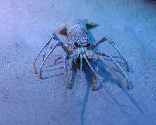 Atlantic Indo Pacific. Courtesy of Grigore Antipa National Museum of Natural History
