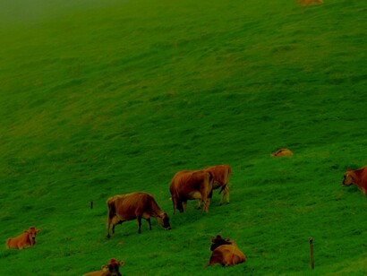 Proyectos de ganadería