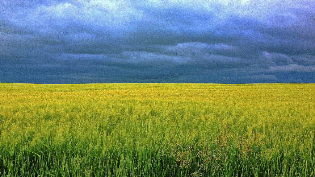 Un campo di orzo