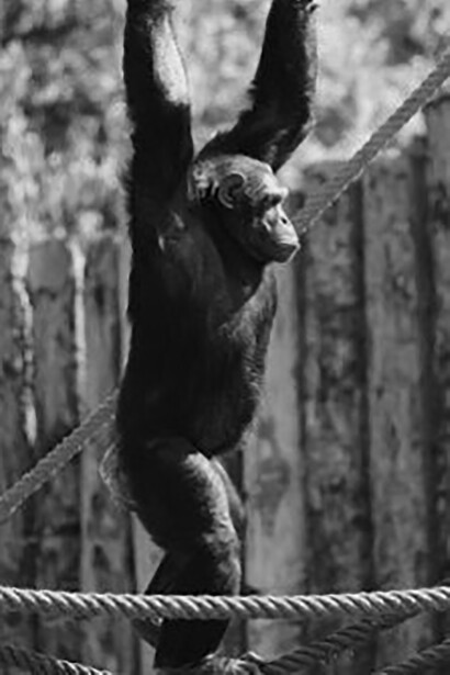 Monkeys never throw themselves into the wild without reflecting on what could be the consequences of their actions