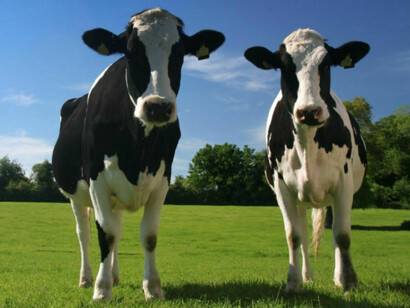Las grandes cantidades de antibióticos que se hace ingerir a las vacas multiplican la cantidad de metano en el estiércol