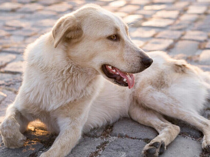 Vagaban por las calles sin rumbo firme, así pasaban los días en libertad, ¿se puede ser más libre?  