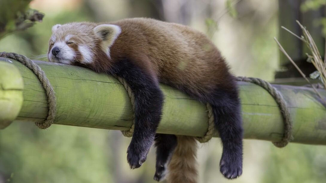 Le persone pigre sperano di essere lasciate in pace