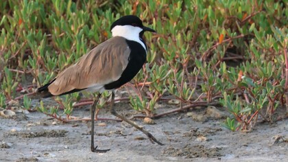 Spur-winged Lapwing © Gehan de Silva Wijeyeratne