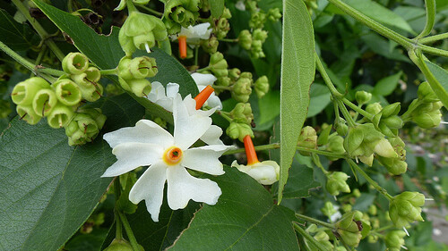 Flores de árvore-triste no jardim, India