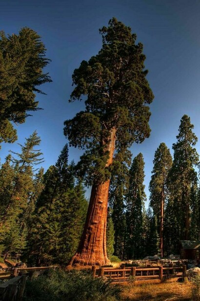 Sequoia gigante.  
