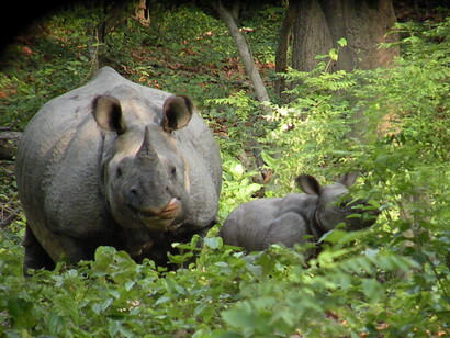 Rhinoceros