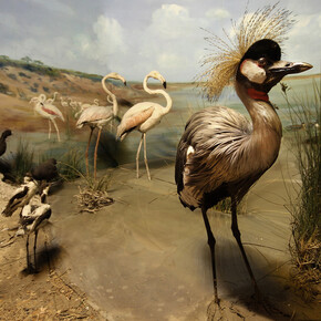 Birds, exhibition view. Courtesy of National Museum Bloemfontein