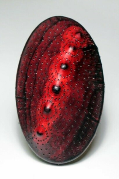Carlos Pastor, dyeing and finishing wood parchment. 2014