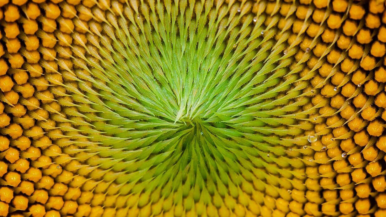 The golden angle and the pattern of sunflower seeds
