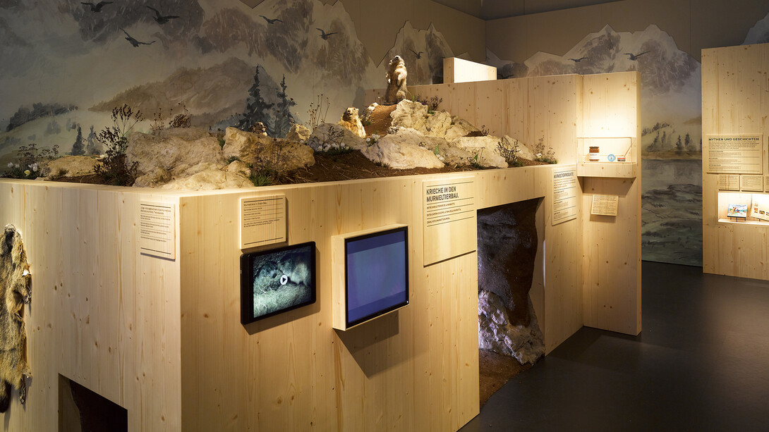 At the marmots, you will find a reconstructed marmot burrow equipped with an infra-red camera.© Swiss National Museum