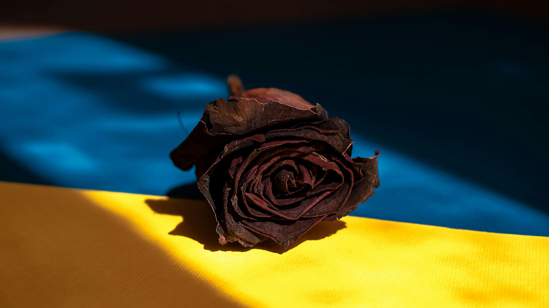 Adorning the Ukrainian flag, a vibrant red rose stands prominently