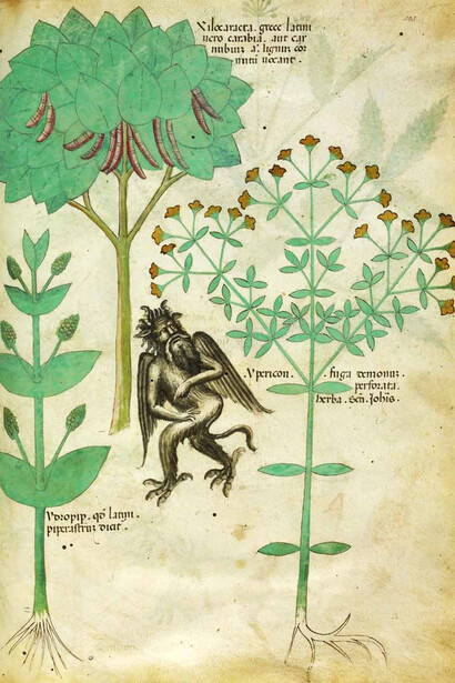 Iperico, dal Tractatus de herbis, (1440 ca.)