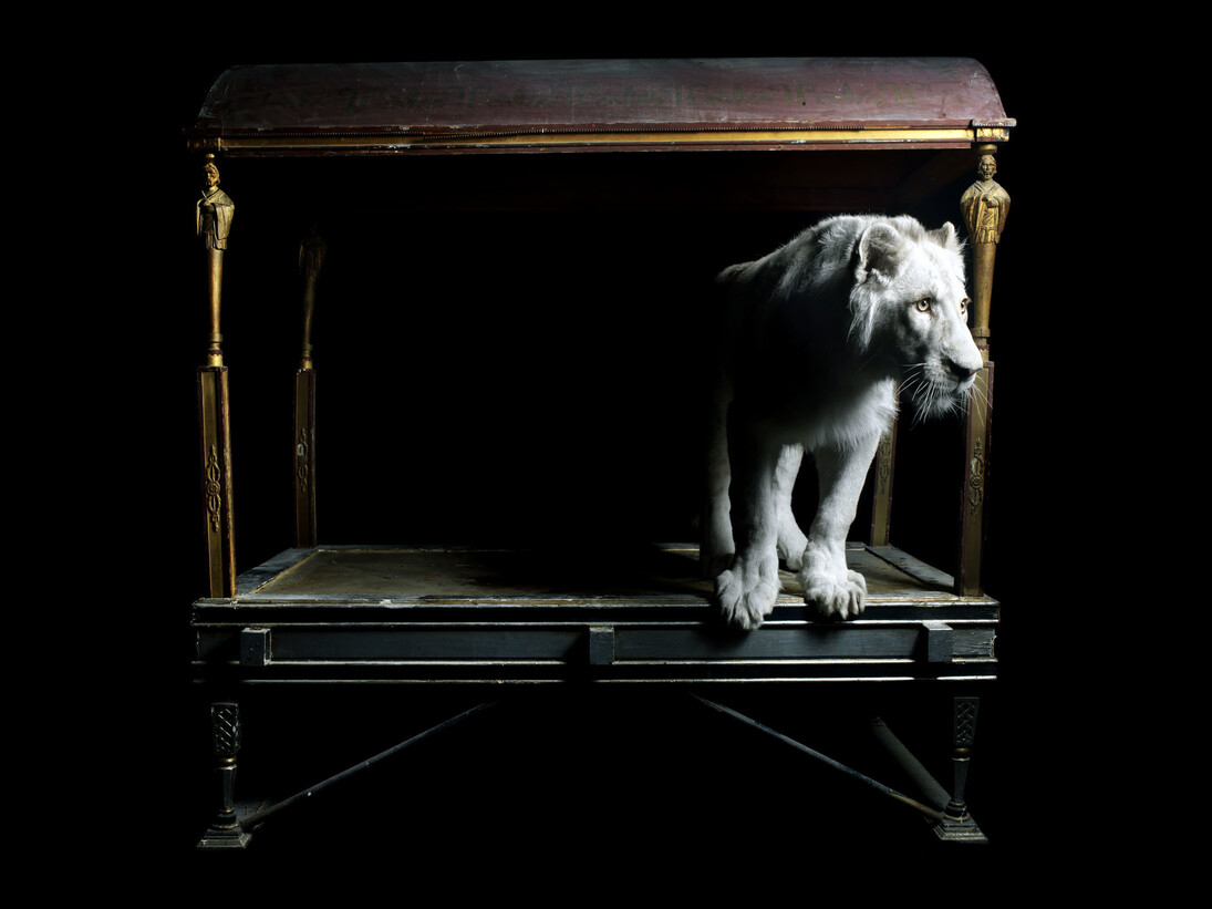 Marco Schifano, Leone, 2012, stampa su carta baritata montata su alluminio, 104 x 140 cm, Ed. 2/3 +2 P.A