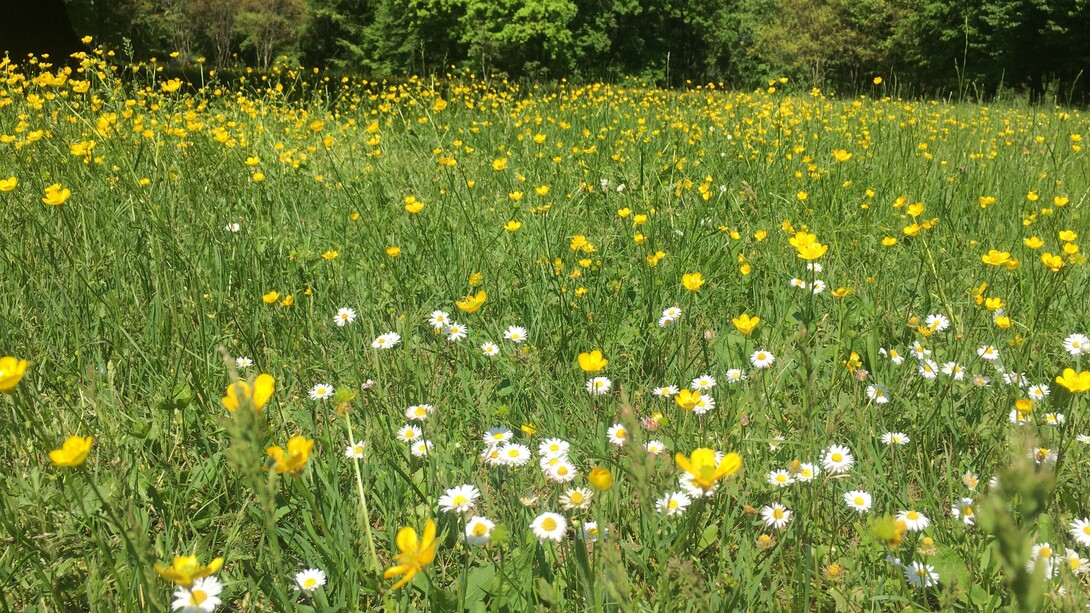 Anche un parco in città è ricco di stimoli e sorprese in ogni stagione