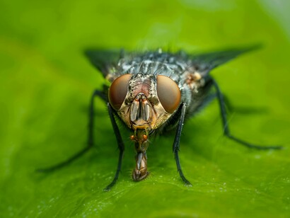 Primo piano ravvicinato di una mosca grigia: "Ma come noi umani anche gli insetti nascono un po' dove capita e quando ciò succede in Svizzera, paese risaputamente pulito e sterilizzato – la sopravvivenza delle mosche è messa a dura prova..."