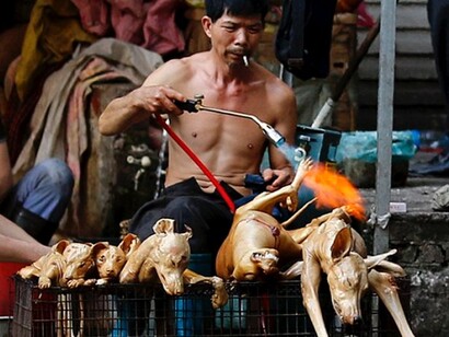 Removendo cabelo dos cães no Festival da Carne de Cão em Yulin, China