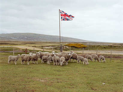 Jon Tonks, A Gather of Sheep, Lond Island Farm, 2013 from the series Empire, Copyright Jon Tonks, courtesy James Hyman Gallery
