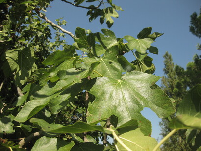 Ficus carica in ambiente mediterraneo