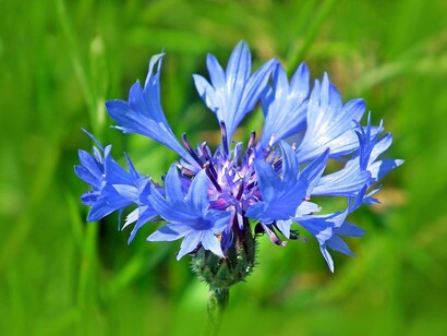 Fiordaliso