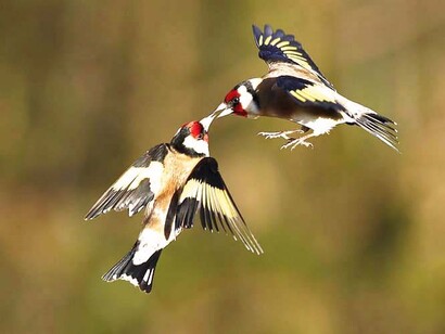 Pareja de jilgueros en vuelo