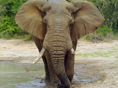 Un maestoso esemplare di Loxodonta africana
