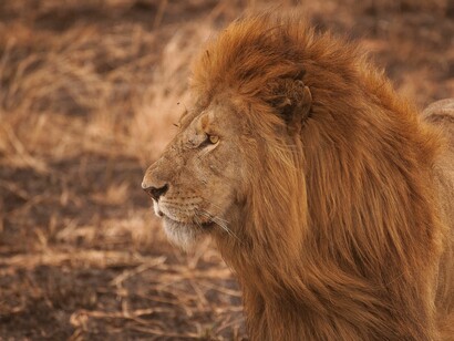 El rey de la sabana