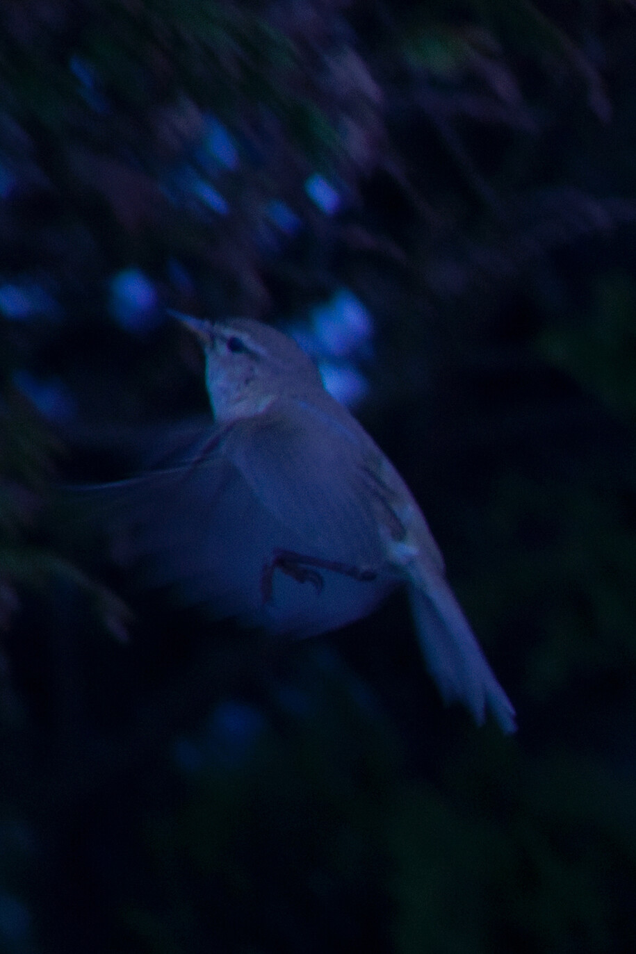 Andrew Bruce, Bird in Flight 2, 2012