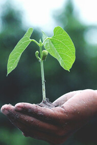 A human hand holding a hopeful sapling on their palm