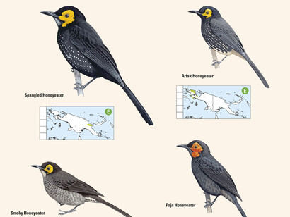 Honeyeaters from 'Birds of New Guinea' by Lynx Edicions
