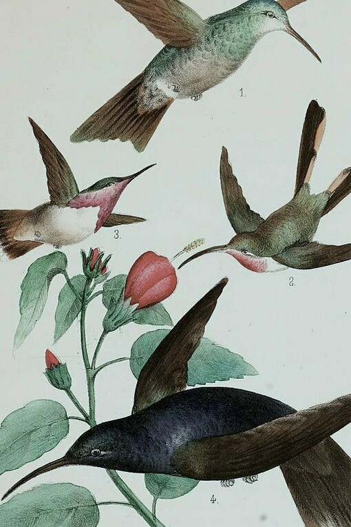 "Ensayo ornitologico de los troquilideos ó colibries de Mexico", José María Velasco, 1875