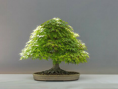 Like topiary art, the art of bonsai aims to amaze but adds the element of emotion